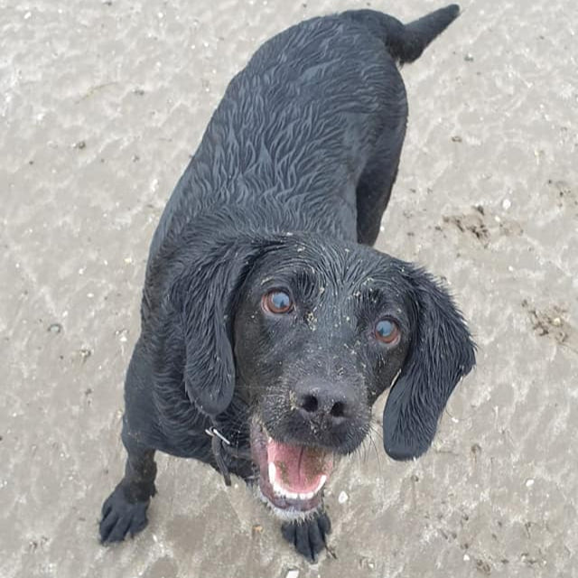 Blue the Dog standing on a beach looking goofy.  Blue the Dog is the namesake of Blue & Bear!