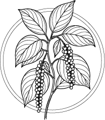 Drawing of Black Pepper (Piper nigrum) leaves and flowers.  This essential oil is used in Blue & Bear home fragrance products.  Shop our full range of Botanical Palettes, Reed Diffusers, and more...