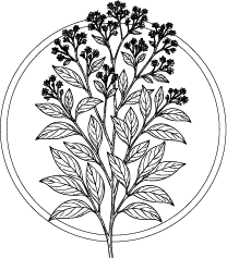 Drawing of Cinnamon Bark (Cinnamomum verum) leaves and flowers.  This essential oil is used in Blue & Bear home fragrance products.  Shop our full range of Botanical Palettes, Reed Diffusers, and more... 