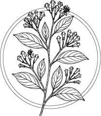 Drawing of Clove Bud (Syzygium Aromaticum) leaves and flowers.  This essential oil is used in Blue & Bear home fragrance products.  Shop our full range of Botanical Palettes, Reed Diffusers, and more...