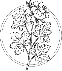 Drawing of Geranium Bourbon (Pelargonium graveolens) leaves and flowers.  This essential oil is used in Blue & Bear home fragrance products.  Shop our full range of Botanical Palettes, Reed Diffusers, and more...