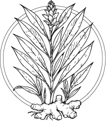 Drawing of Ginger (Zingiber officinale) leaves and flowers.  This essential oil is used in Blue & Bear home fragrance products.  Shop our full range of Botanical Palettes, Reed Diffusers, and more...