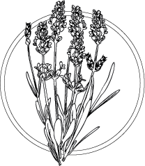 Drawing of Lavender (Lavandula angustifolia) leaves and flowers.  This essential oil is used in Blue & Bear home fragrance products.  Shop our full range of Botanical Palettes, Reed Diffusers, and more...