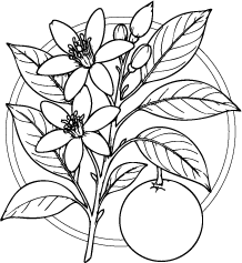 Drawing of Neroli (Citrus aurantium) leaves and flowers.  This essential oil is used in Blue & Bear home fragrance products.  Shop our full range of Botanical Palettes, Reed Diffusers, and more...