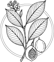 Drawing of Nutmeg (Myristica fragrans) leaves and flowers.  This essential oil is used in Blue & Bear home fragrance products.  Shop our full range of Botanical Palettes, Reed Diffusers, and more...