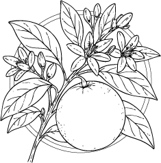 Drawing of Sweet Orange (Citrus sinensis) leaves and flowers.  This essential oil is used in Blue & Bear home fragrance products.  Shop our full range of Botanical Palettes, Reed Diffusers, and more... 