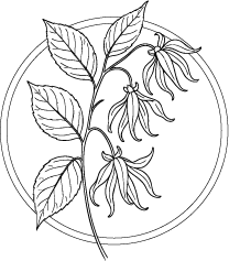 Drawing of Ylang Ylang (Cananga odorata) leaves and flowers.  This essential oil is used in Blue & Bear home fragrance products.  Shop our full range of Botanical Palettes, Reed Diffusers, and more...