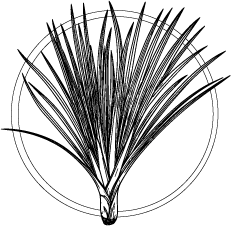 Drawing of Lemongrass (Cymbopogon citratus) leaves and flowers.  This essential oil is used in Blue & Bear home fragrance products.  Shop our full range of Botanical Palettes, Reed Diffusers, and more...