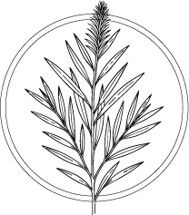 Drawing of Tea Tree (Melaleuca alternifolia) leaves and flowers.  This essential oil is used in Blue & Bear home fragrance products.  Shop our full range of Botanical Palettes, Reed Diffusers, and more...